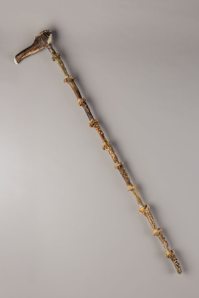 Roe deer Walking stick