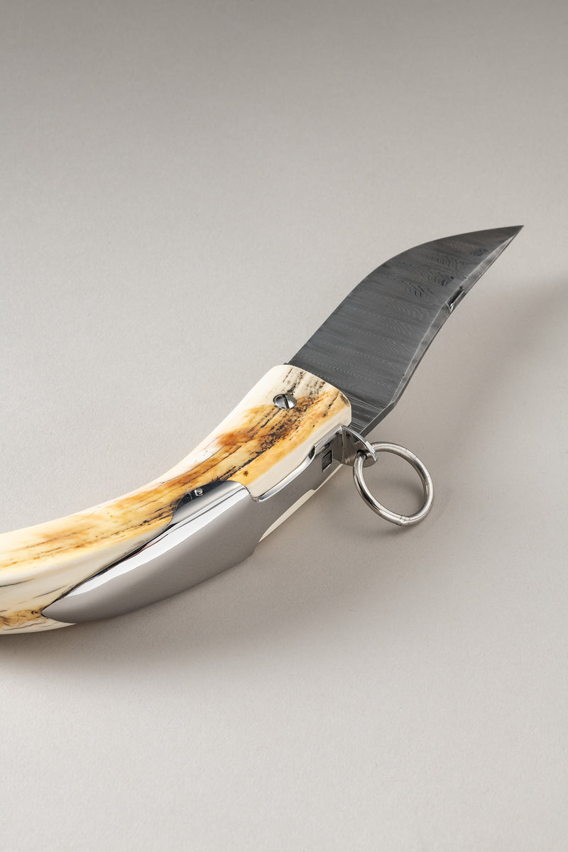 Coltello zanna in Facocero - Warthog Tusk knife